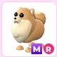 MR Pomeranian