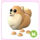 N Pomeranian