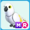 MR White Amazon