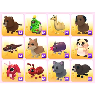 x12 Random M Pets