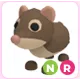 NR Shrew