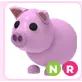 NR Pig