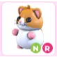 NR Hamster