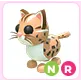 NR Leopard Cat