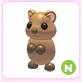 N Quokka