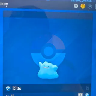 Ditto - Shiny MAX IV-EV LEGIT