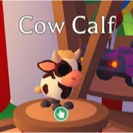 COW CALF 16X