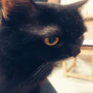 REQUEST PET