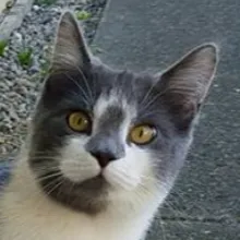 Arlo the Cross-eyed Cat