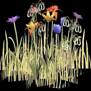 Black Eyed Susan Flower