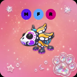 MFR Sugar Axolotl