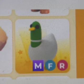 silly duck MFR