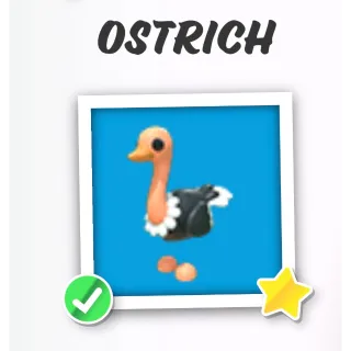 Ostrich x 4