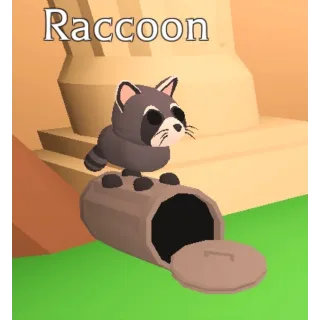 Raccoon