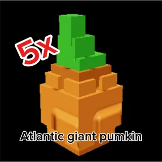 Atlantic giant pumkin 5x 