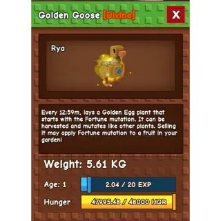 Huge  Golden Goose  ( age 1 5kg )