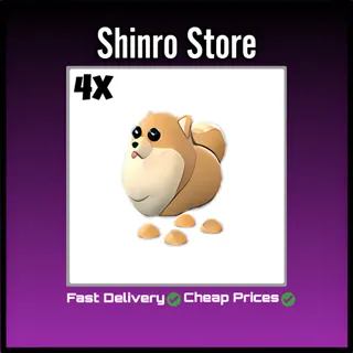 Pomeranian 4x