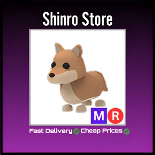 Mr Dingo
