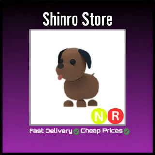 Nr Chocolate Labrador