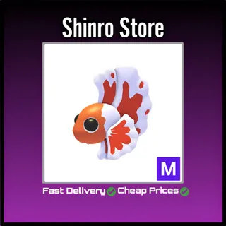 Mega Orange Betta Fish