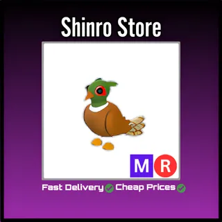 Mr Brown-Chested Pheasant