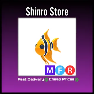 Mfr Angelfish