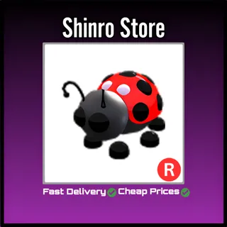 R Ladybug