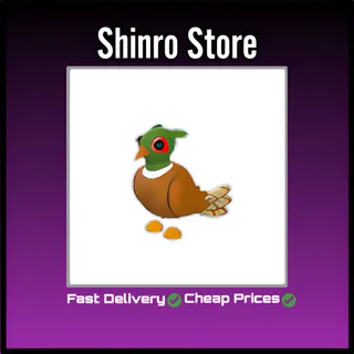Brown-Chested Pheasant