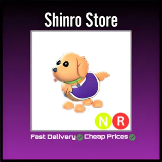 Nr Therapy Dog