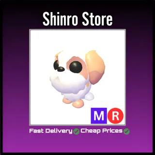 Mr Shih Tzu