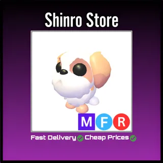 Mfr Shih Tzu