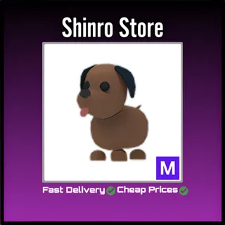 Mega Chocolate Labrador