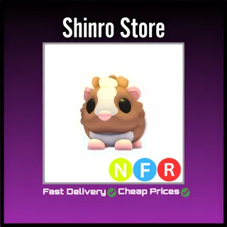 Nfr Chocolate Dutch Guinea Pig