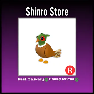 R Brown-Chested Pheasant