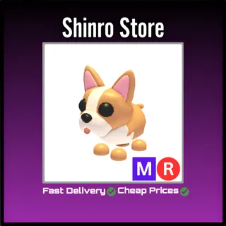 Mr French Bulldog