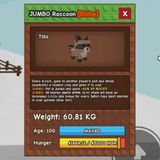 HUGE JUMBO  RACCOON