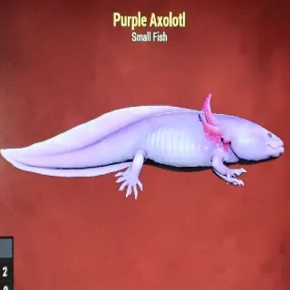 Purple Axolotl