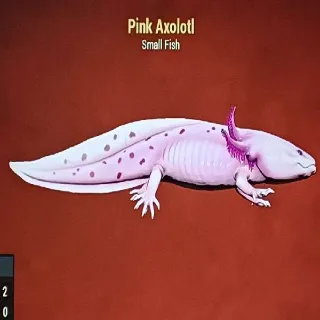 Pink Axolotl