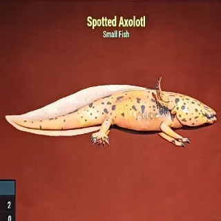 Spotted Axolotl
