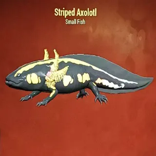 Striped Axolotl