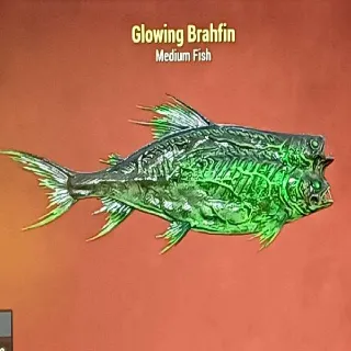 Glowing Brahfin