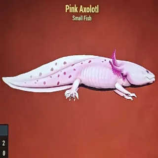 Pink Axolotl
