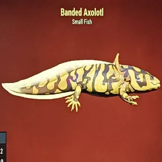 Banded Axolotl