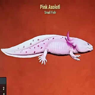 Pink Axolotl