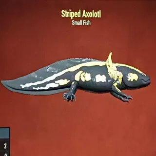 Striped Axolotl