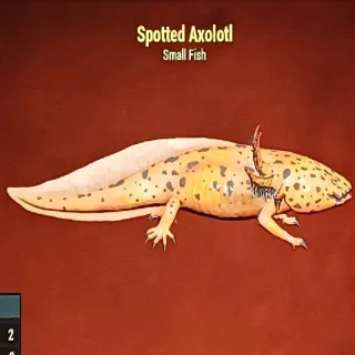 Spotted Axolotl