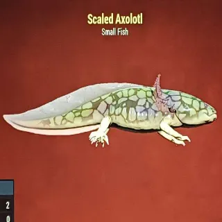 Scaled Axolotl