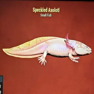 Speckled Axolotl