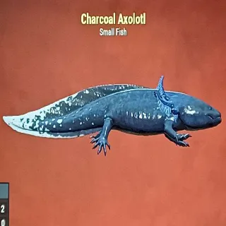 Charcoal Axolotl