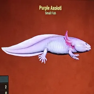 Purple Axolotl